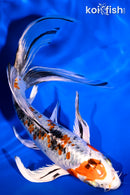 7.25" YAMATO NISHIKI BUTTERFLY