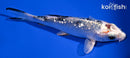 4.5" GINRIN GIN SHIRO BEKKO