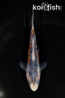 4.5" HI SHUSUI