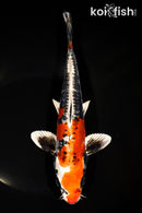11" BENI KIKOKURYU