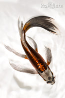8.75" BENI KIKOKURYU BUTTERFLY