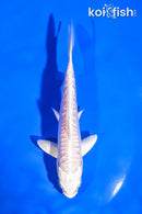 5.5" ARAGOKE PLATINUM OGON