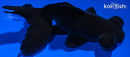 4.75" TELESCOPE FANTAIL GOLDFISH