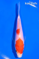 5" KOHAKU