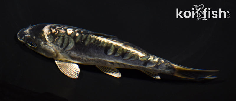 5.5" ARAGOKE KIKOKURYU