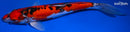 10.75" DOITSU GOSHIKI