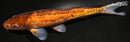 10.75" DOITSU CHAGOI