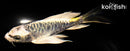 6" KIN KIKOKURYU BUTTERFLY