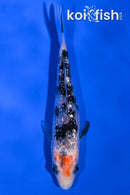 4.25" GINRIN SANKE