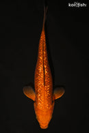 12.5" GINRIN CHAGOI