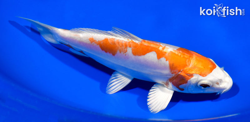 7" KIKUSUI