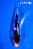 5" BENI MATSUKAWABAKE