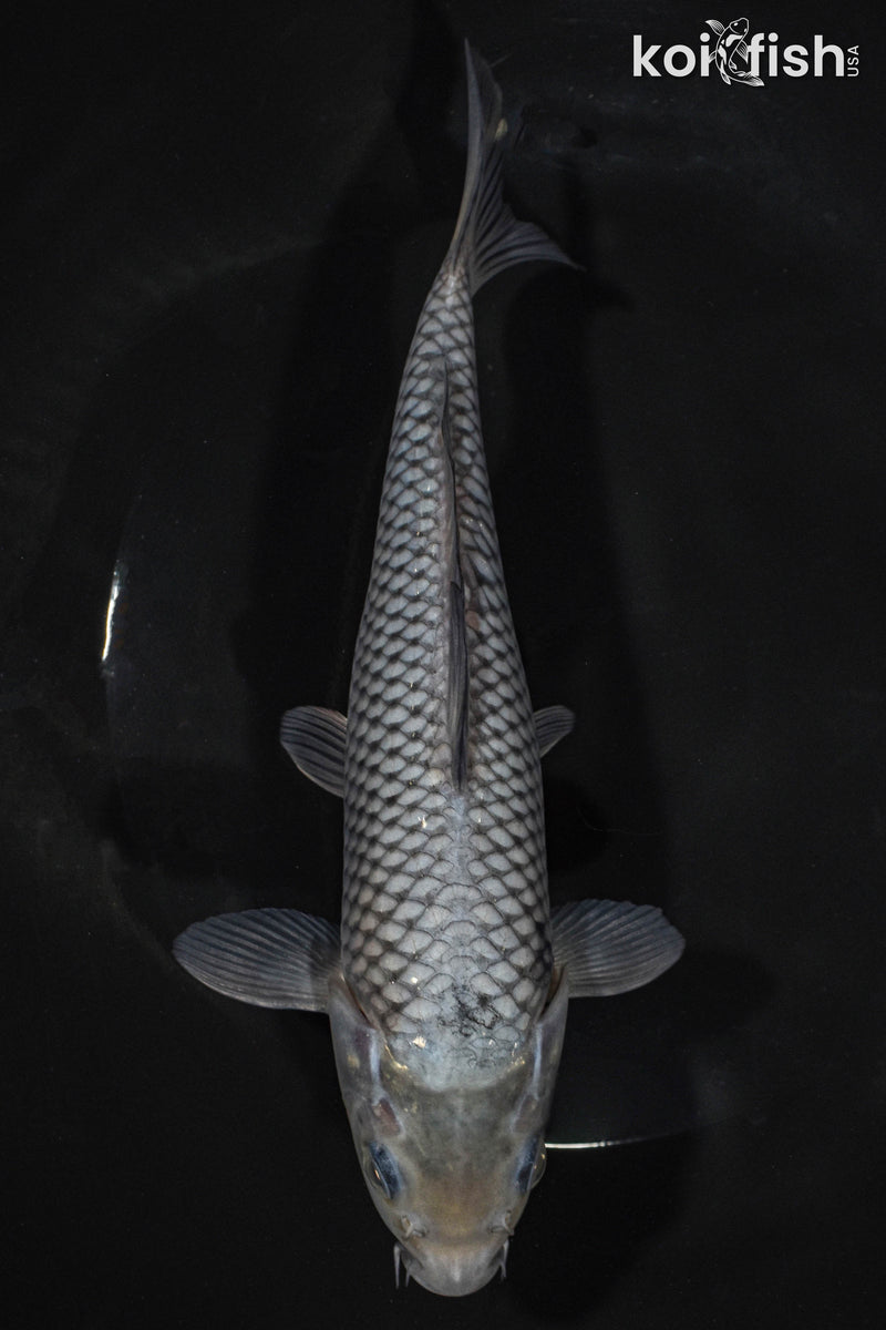 8" SORAGOI