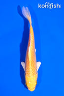 5" YAMABUKI OGON