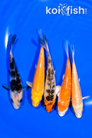 PACK OF (5) 3.75-4" MIXED STANDARD KOI