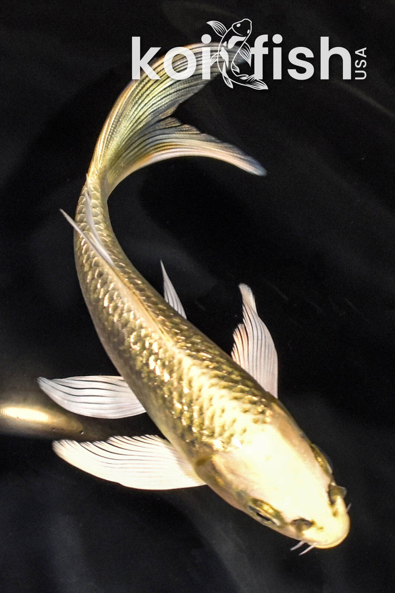 5.5" GINRIN KI MATSUBA BUTTERFLY