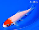 5.5" KOHAKU