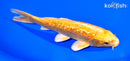 6.75" GINRIN YAMABUKI OGON