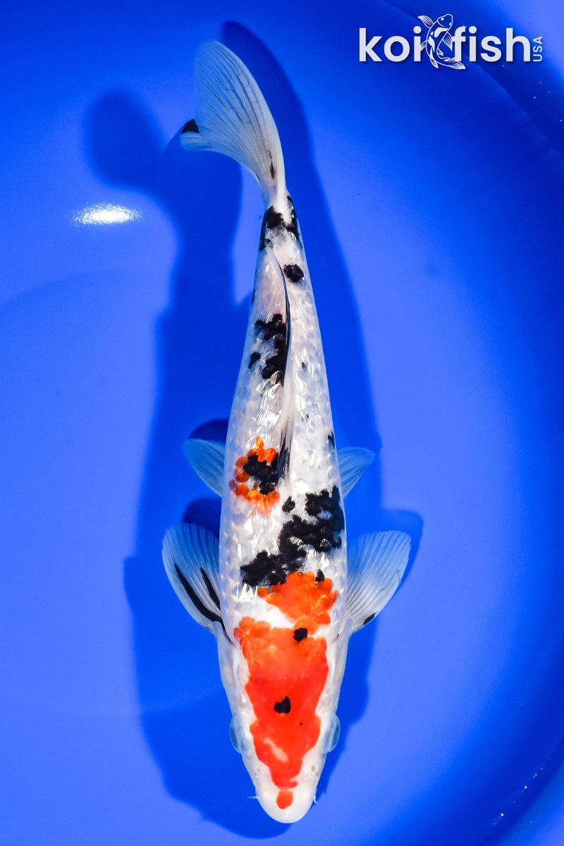 9.5" GINRIN SANKE