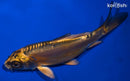 4.75" KIN KIKOKURYU