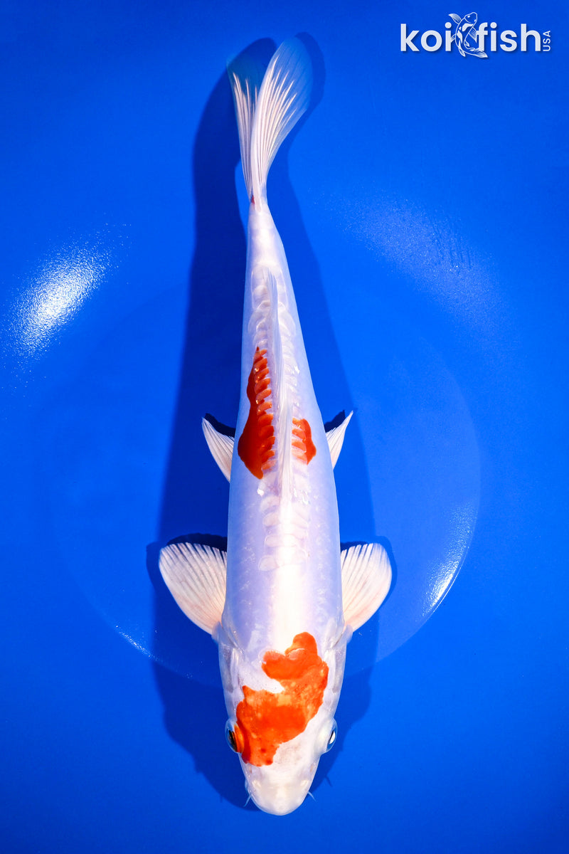 11.25" KIKUSUI