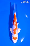 6" ARAGOKE KIKUSUI