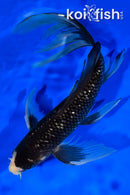 9.5" GINRIN MATSUKAWABAKE BUTTERFLY