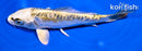 5.5" KIN KIKOKURYU