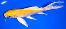 7" YAMABUKI OGON BUTTERFLY