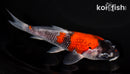 5.5" GOSHIKI