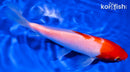 6.25" KOHAKU