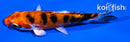4.5" HEISEI NISHIKI