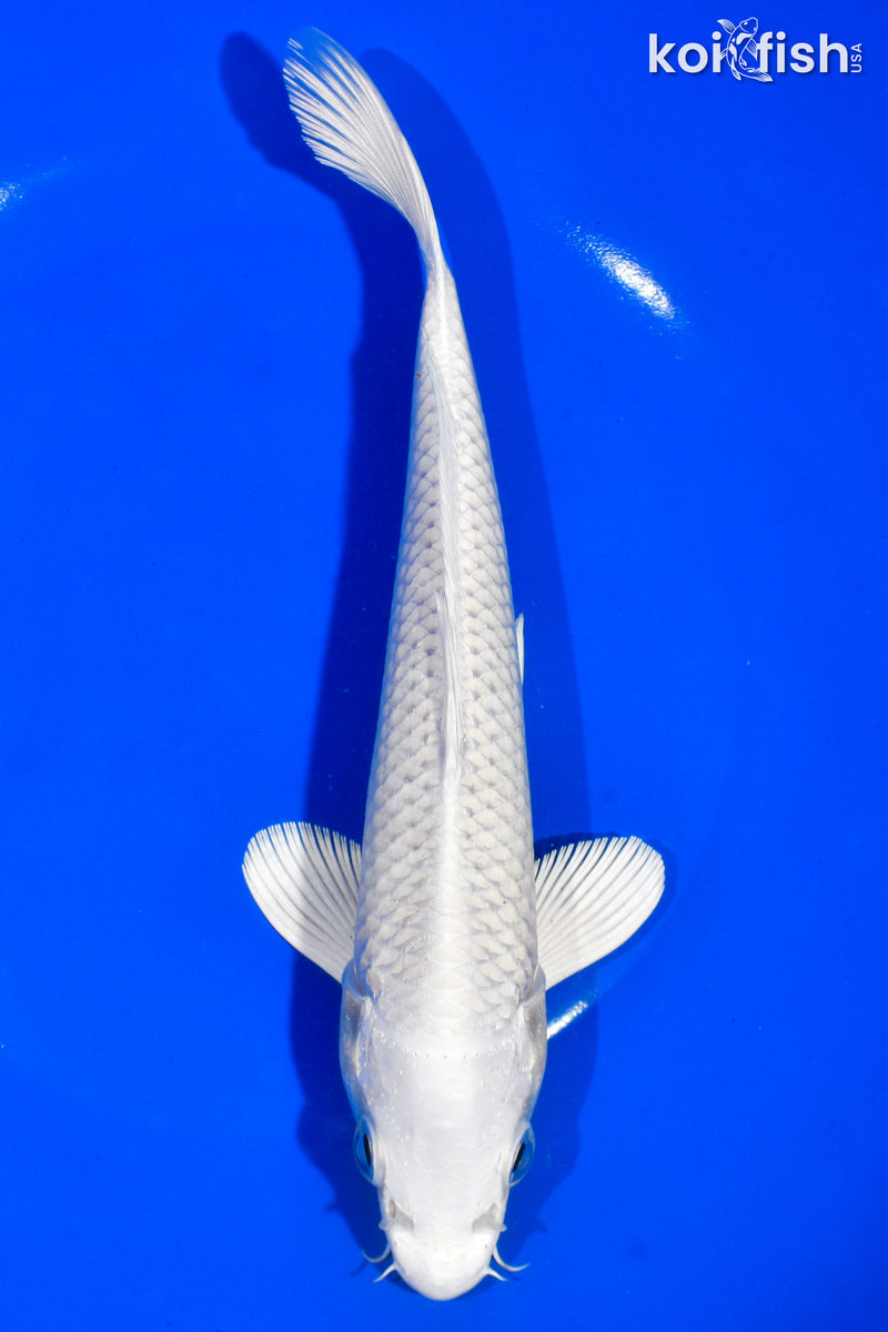 8" PLATINUM OGON