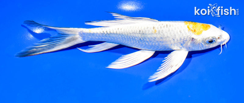 7.75" KUJAKU BUTTERFLY