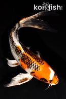 9.5" KUJAKU BUTTERFLY