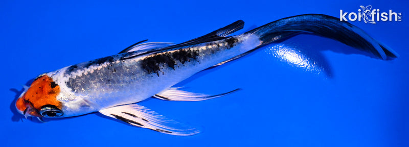 5.5" YAMATO NISHIKI BUTTERFLY