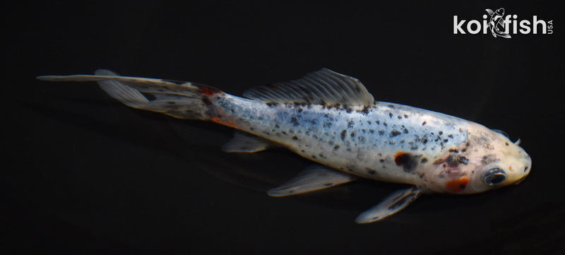 7" SHUBUNKIN GOLDFISH