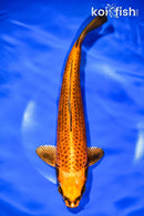 11.75" ORENJI MATSUBA