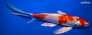 9.5" HARIWAKE BUTTERFLY
