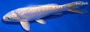 7" DOITSU PLATINUM OGON