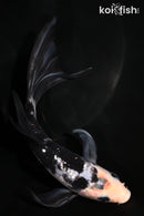 6.5" GINRIN SHIRO BEKKO BUTTERFLY