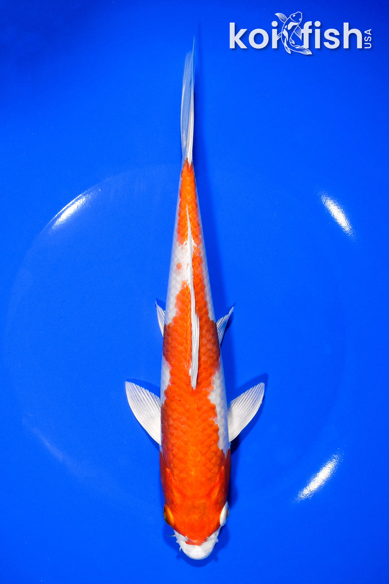 8.75" HARIWAKE