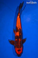13.75" HI UTSURI