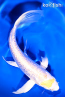 6" GINRIN LEMON HARIWAKE BUTTERFLY