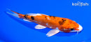 7" HEISEI NISHIKI