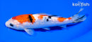 7.25" GINRIN SANKE