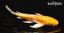6.5" KIKUSUI BUTTERFLY