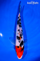 7" SANKE