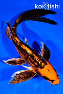 10.25" BENI KIKOKURYU BUTTERFLY