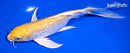 7.75" GINRIN LEMON HARIWAKE BUTTERFLY